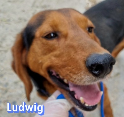 Ludwig