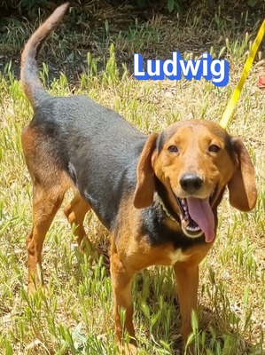 Ludwig, polnische Bracke - Rüde