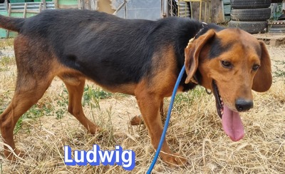 Ludwig, polnische Bracke - Rüde