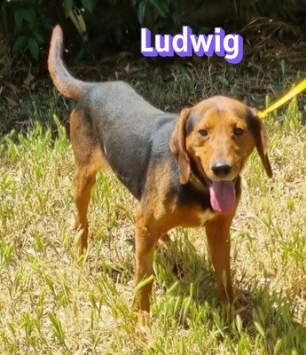 Ludwig, polnische Bracke - Rüde
