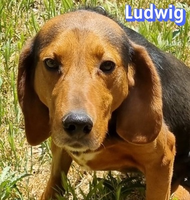 Ludwig, polnische Bracke - Rüde