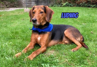 Ludwig, polnische Bracke - Rüde
