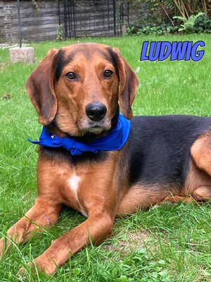Ludwig, polnische Bracke - Rüde