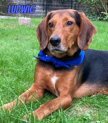 Ludwig, polnische Bracke - Rüde