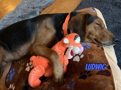 Ludwig, polnische Bracke - Rüde
