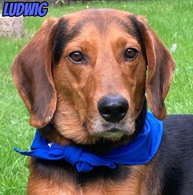 Ludwig, polnische Bracke - Rüde