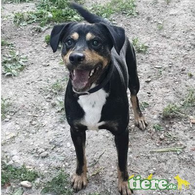 Lui, Jungspund freundlich möchte was erleben, Mischling - Rüde