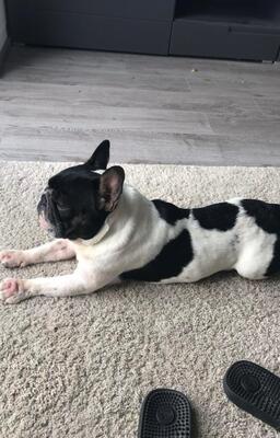 Lui (Lucifer), Französische Bulldogge - Rüde