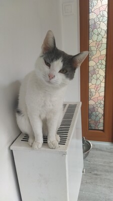 Lui, Mischling - Kater