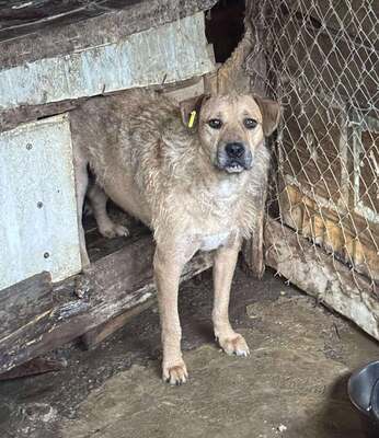 Luigi, Mischling - Rüde