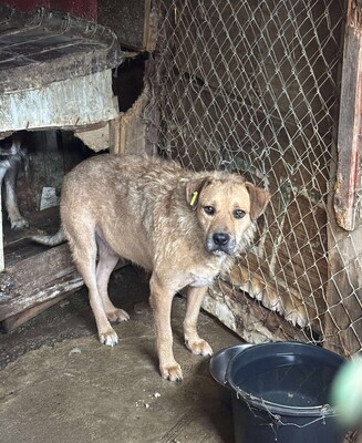 Luigi, Mischling - Rüde