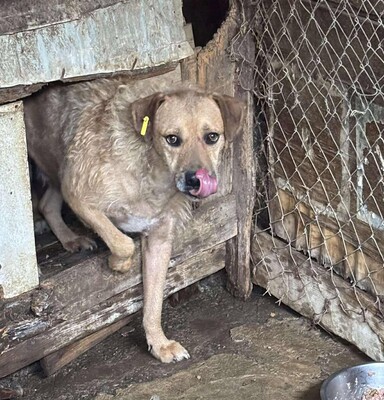 Luigi, Mischling - Rüde