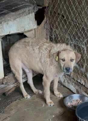 Luigi, Mischling - Rüde