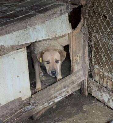 Luigi, Mischling - Rüde