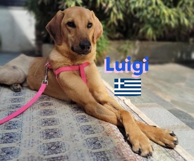 Luigi, Segugio Italiano - Rüde
