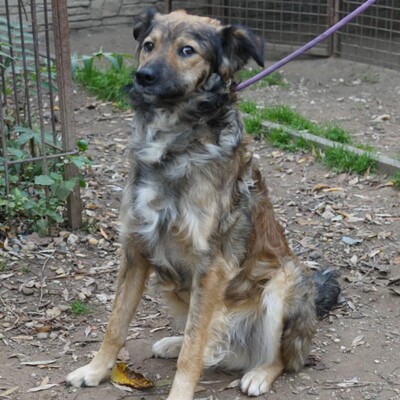 💥Luigi ist verspielt, aktiv und unkompliziert. Wir empfehlen ihn einer jungen Familie💥