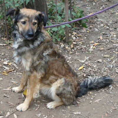 💥Luigi ist verspielt, aktiv und unkompliziert. Wir empfehlen ihn einer jungen Familie💥, Mischling - Rüde