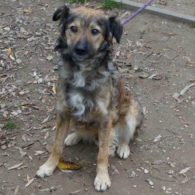 💥Luigi ist verspielt, aktiv und unkompliziert. Wir empfehlen ihn einer jungen Familie💥, Mischling - Rüde