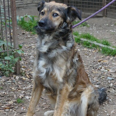 💥Luigi ist verspielt, aktiv und unkompliziert. Wir empfehlen ihn einer jungen Familie💥, Mischling - Rüde