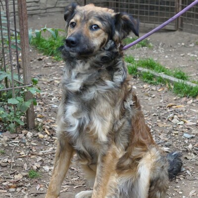 💥Luigi ist verspielt, aktiv und unkompliziert. Wir empfehlen ihn einer jungen Familie💥, Mischling - Rüde