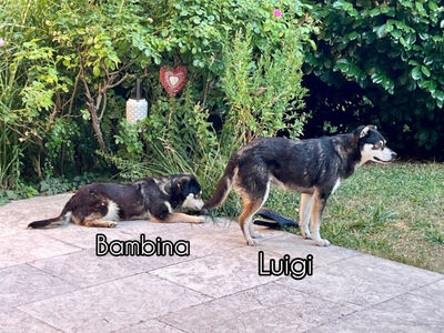 Luigi und Bambina - NOTFALL Österreich, Mischling - Rüde