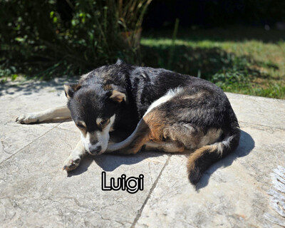 Luigi und Bambina - NOTFALL Österreich, Mischling - Rüde