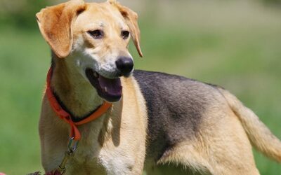 Luisa, Mischling - Hündin