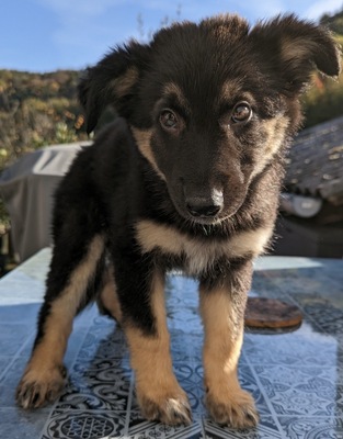 Luisa, Schäferhund - Mix Welpen - Hündin