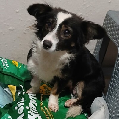 Luisa - eine liebe, sanfte, freundliche Hündin 😉, Mischling - Hündin