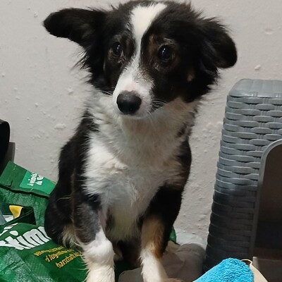 Luisa - eine liebe, sanfte, freundliche Hündin 😉/ Vorgemerkt, Mischling - Hündin