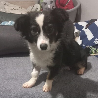 Luisa - eine liebe, sanfte und freundliche Hündin, Mischling - Hündin