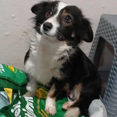 Luisa - sanft, zurückhaltend & ausgesprochen freundlich 😉, Mischling - Hündin