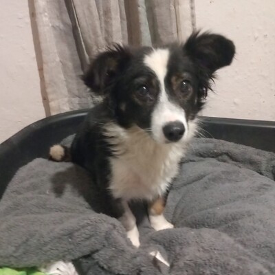 Luisa - sanft, zurückhaltend & ausgesprochen freundlich 😉, Mischling - Hündin