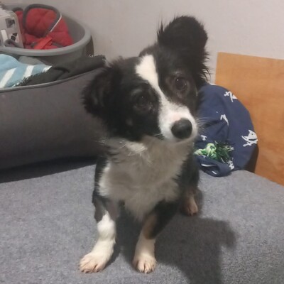 Luisa - sanft, zurückhaltend & ausgesprochen freundlich 😉/ Vorgemerkt, Mischling - Hündin