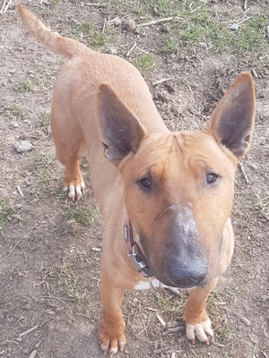 Luise, Bullterrier - Hündin