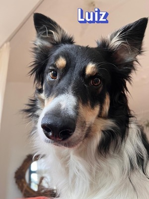 Luiz, Border Collie - Rüde