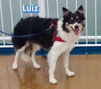 Luiz, Border Collie - Rüde