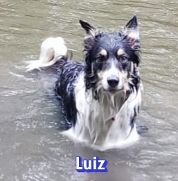 Luiz, Border Collie - Rüde