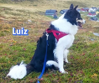 Luiz, Border Collie - Rüde