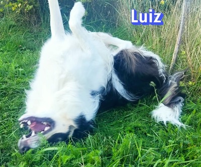 Luiz, Border Collie - Rüde
