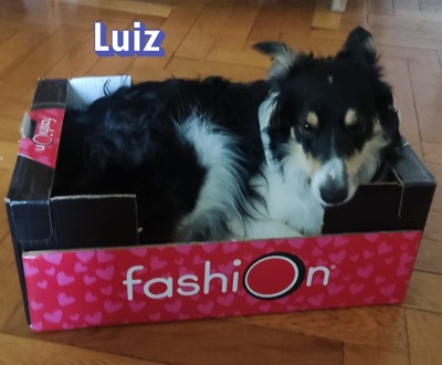 Luiz, Border Collie - Rüde
