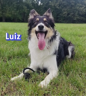 Luiz, Border Collie - Rüde