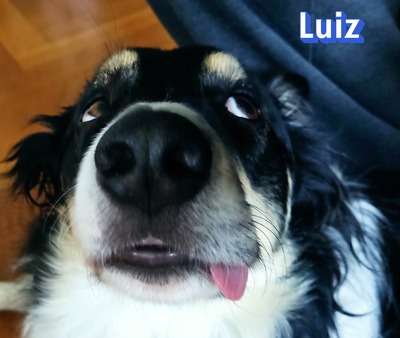 Luiz, Border Collie - Rüde