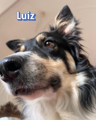 Luiz, Border Collie - Rüde