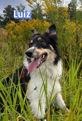 Luiz, Border Collie - Rüde