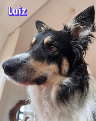 Luiz, Border Collie - Rüde