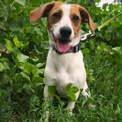 🥰  Lujza ist eine 6 Monate alte Jack-Russell-Terrier-Mischlingshündin ❤️