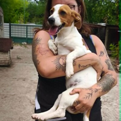 🥰 Lujza ist eine 6 Monate alte Jack-Russell-Terrier-Mischlingshündin ❤️, Jack Russel Terrier-Mix Welpen - Hündin