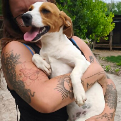 🥰 Lujza ist eine 6 Monate alte Jack-Russell-Terrier-Mischlingshündin ❤️, Jack Russel Terrier-Mix Welpen - Hündin