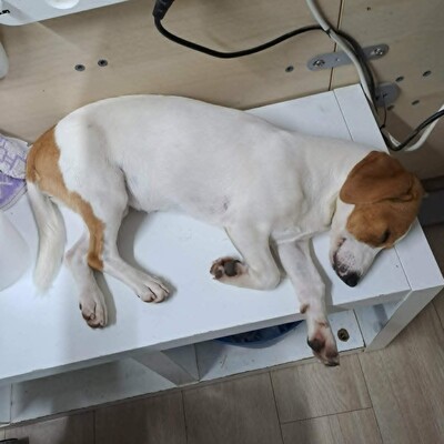 🥰 Lujza ist eine 6 Monate alte Jack-Russell-Terrier-Mischlingshündin ❤️, Jack Russel Terrier-Mix Welpen - Hündin